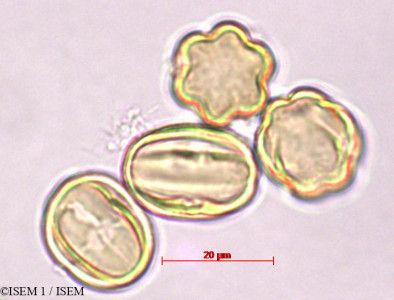 Terminalia catappa - lame n° 28495